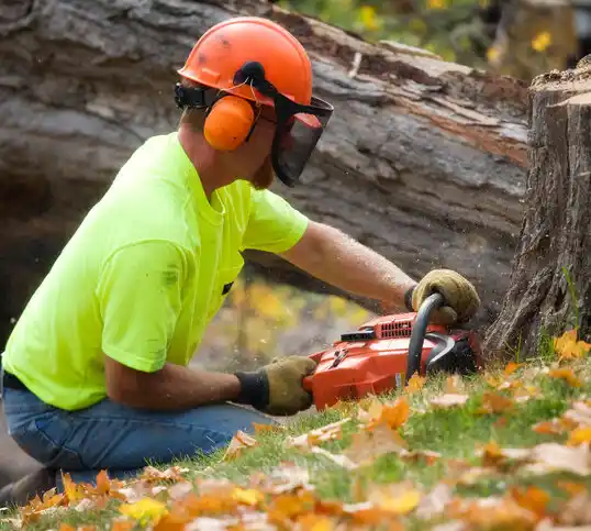 tree services Morris Plains